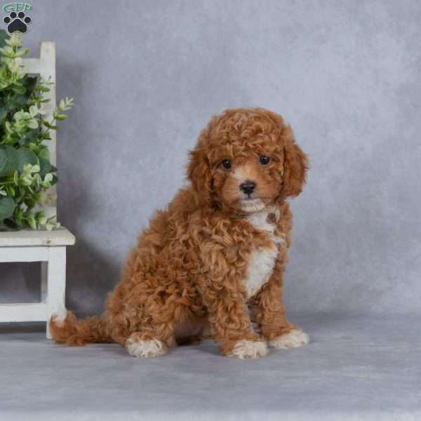 Autumn, Miniature Poodle Puppy